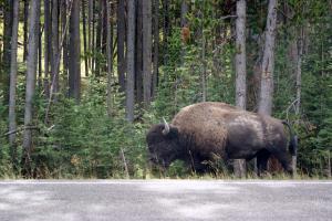 2012-Yellowstone0010